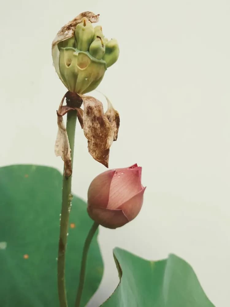 響水別苑｜ 苗栗8-15人包棟｜ 烤肉 ｜寵物友善-17