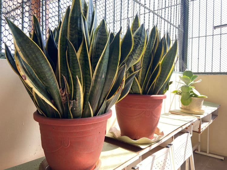 屏東內埔 近大武山、觀光景點的溫馨家居民宿-6