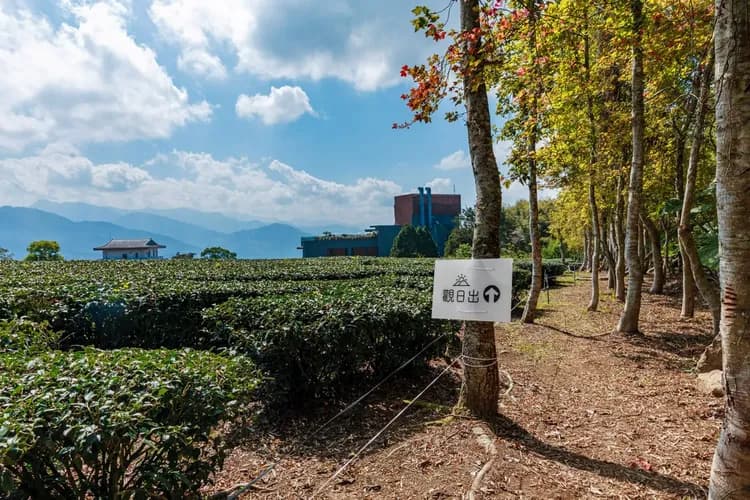 Seeking-Alishan Sunrise-18