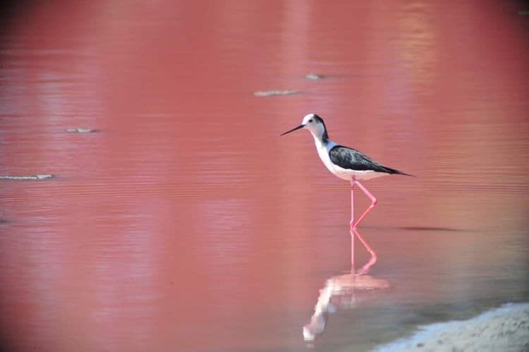 民宿周圍 水鳥生態 石蚵田體驗 水獺 候鳥