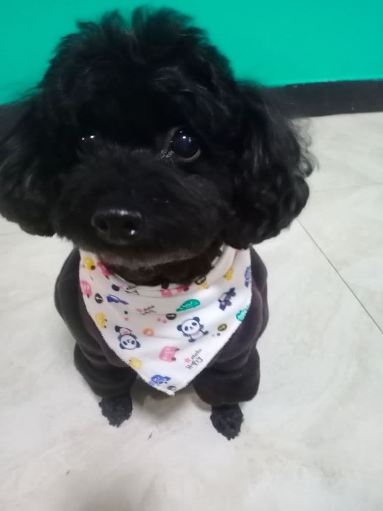 Yumi 愛犬 （民宿小主人）