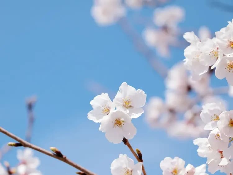 ・施設周辺にもお花見ができるスポットがございます