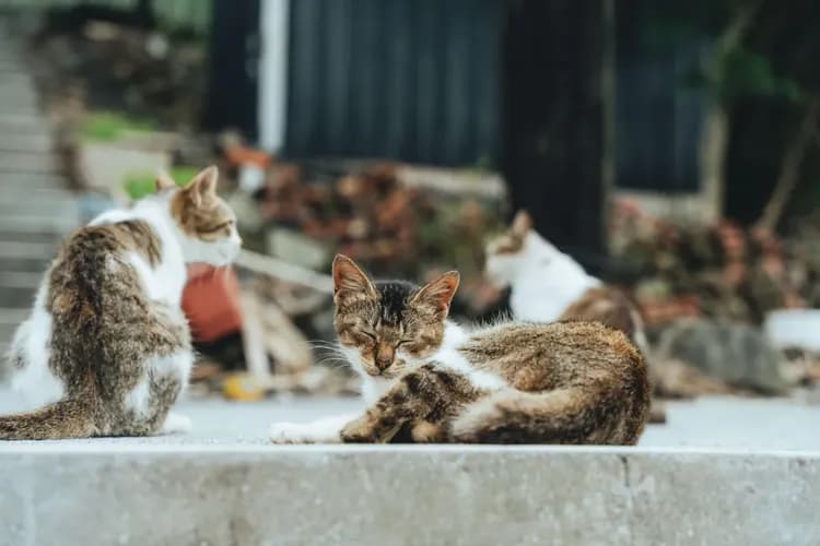 Twilight Moon  | Seaview Building B&B (2-12 people in a private building)-8