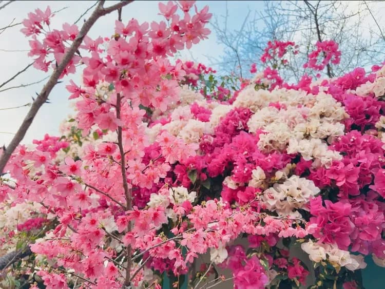 野趣凍頂-奢華露營｜獨家7折起！一泊三食、獨立衛浴/冷氣、4月採梅+夜間賞螢體驗-7