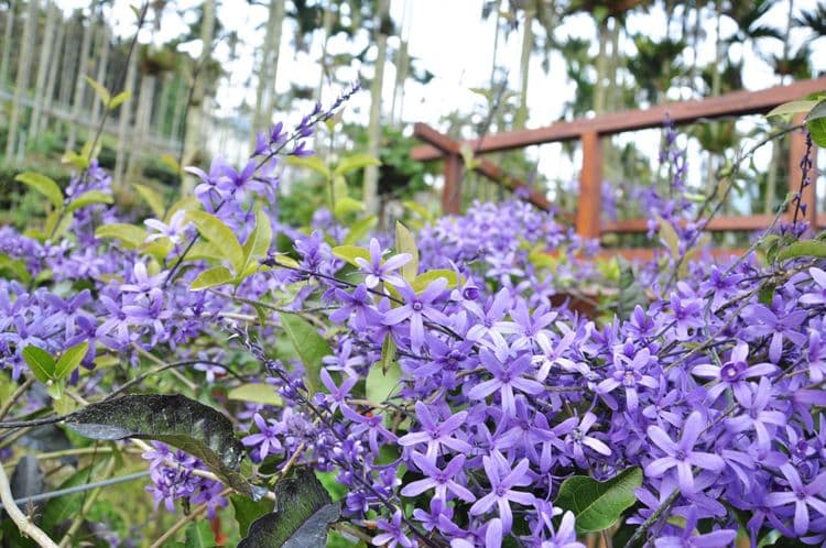 茗園茶葉民宿-瑞里-13