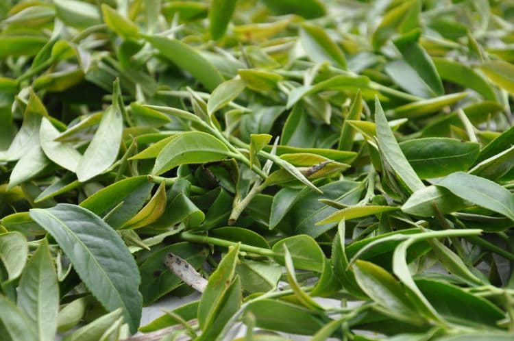 茗園茶葉民宿-瑞里-11