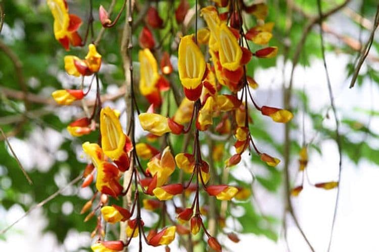 茗園茶葉民宿-瑞里-14