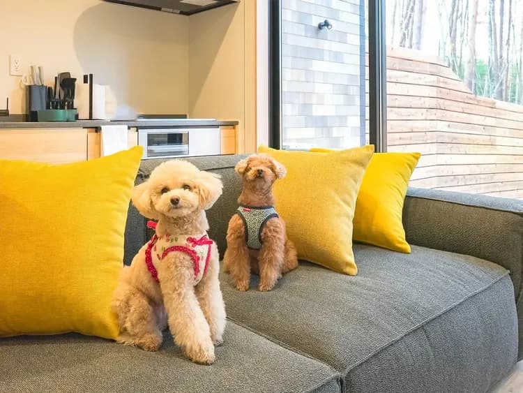 【ペット同泊可】室内でも一緒に寛げます