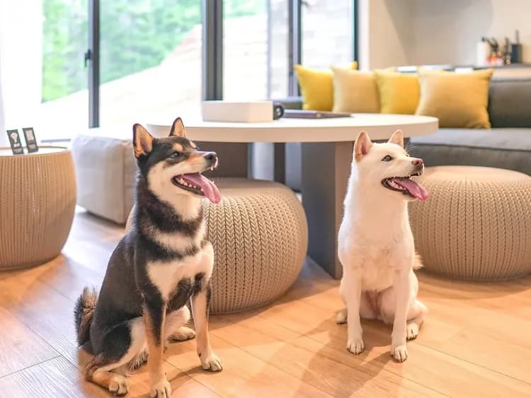 【ペット同泊可】室内でも一緒に寛げます