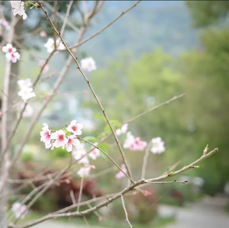 拾階莊園｜豪華露營體驗  近內灣老街-7