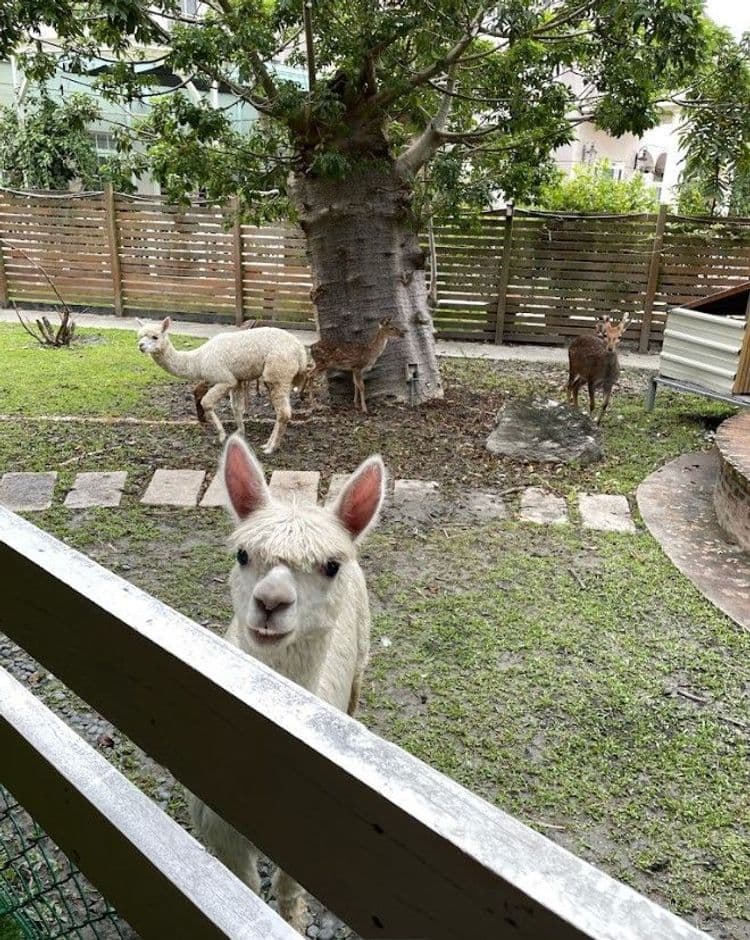 富田遠山林舍｜水豚君、草泥馬、梅花鹿餵食體驗-2