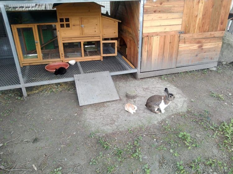 富田遠山林舍｜水豚君、草泥馬、梅花鹿餵食體驗-15