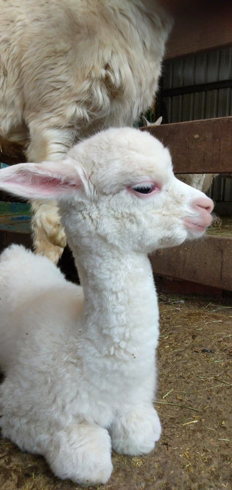 富田遠山林舍｜水豚君、草泥馬、梅花鹿餵食體驗-12