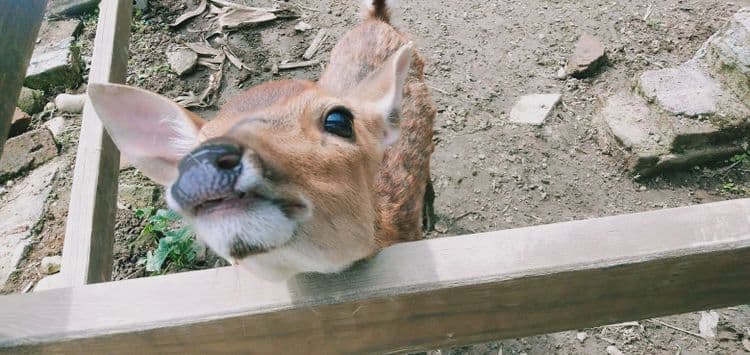富田遠山林舍｜水豚君、草泥馬、梅花鹿餵食體驗-14
