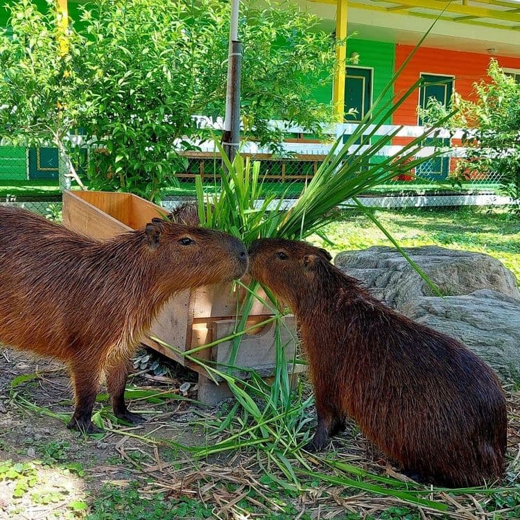 富田遠山林舍｜水豚君、草泥馬、梅花鹿餵食體驗-3
