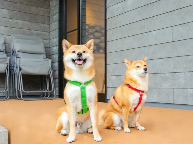 【ペット同泊可】ペットも走れる広々ウッドデッキ