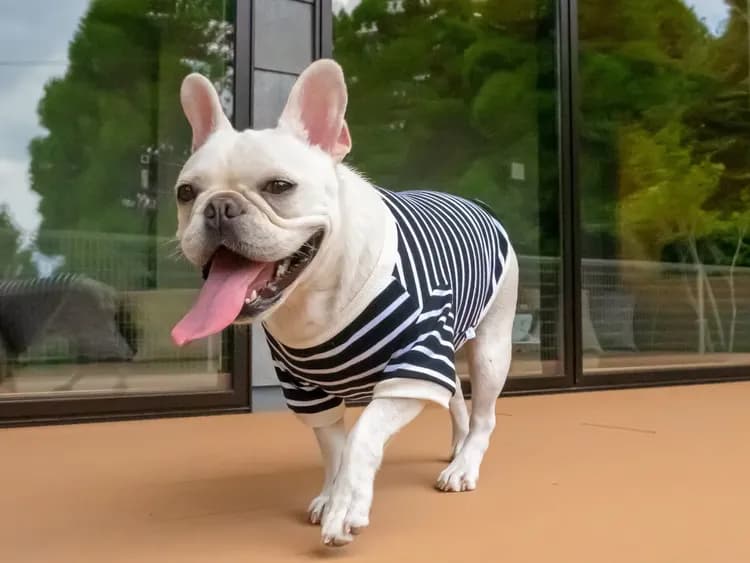 【ペット同泊可】ペットも走れる広々ウッドデッキ