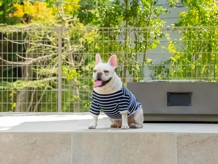 【ペット同泊可】ドックランで遊んだあとはひとやすみ