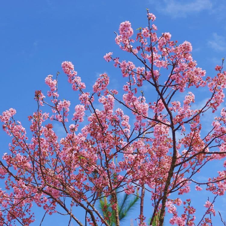 寨酌然野奢庄園｜親子野趣露營、一泊二食-15