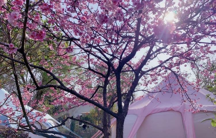 寨酌然野奢庄園｜親子野趣露營、一泊二食-5