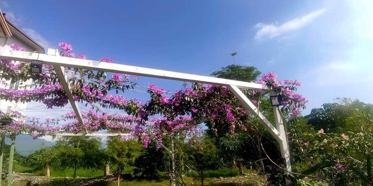 Champs Elysées Garden Homestay-7