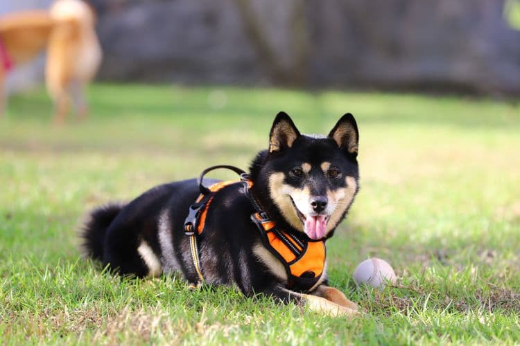 八柴哈哈寵物友善民宿-5