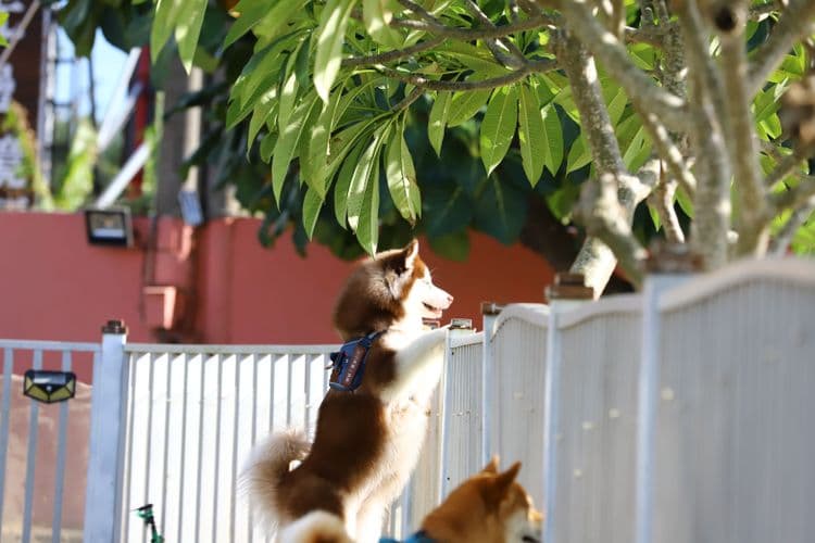 八柴哈哈寵物友善民宿-4