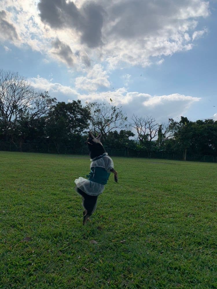 八柴哈哈寵物友善民宿-8