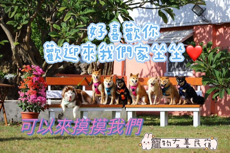 八柴哈哈寵物友善民宿-2