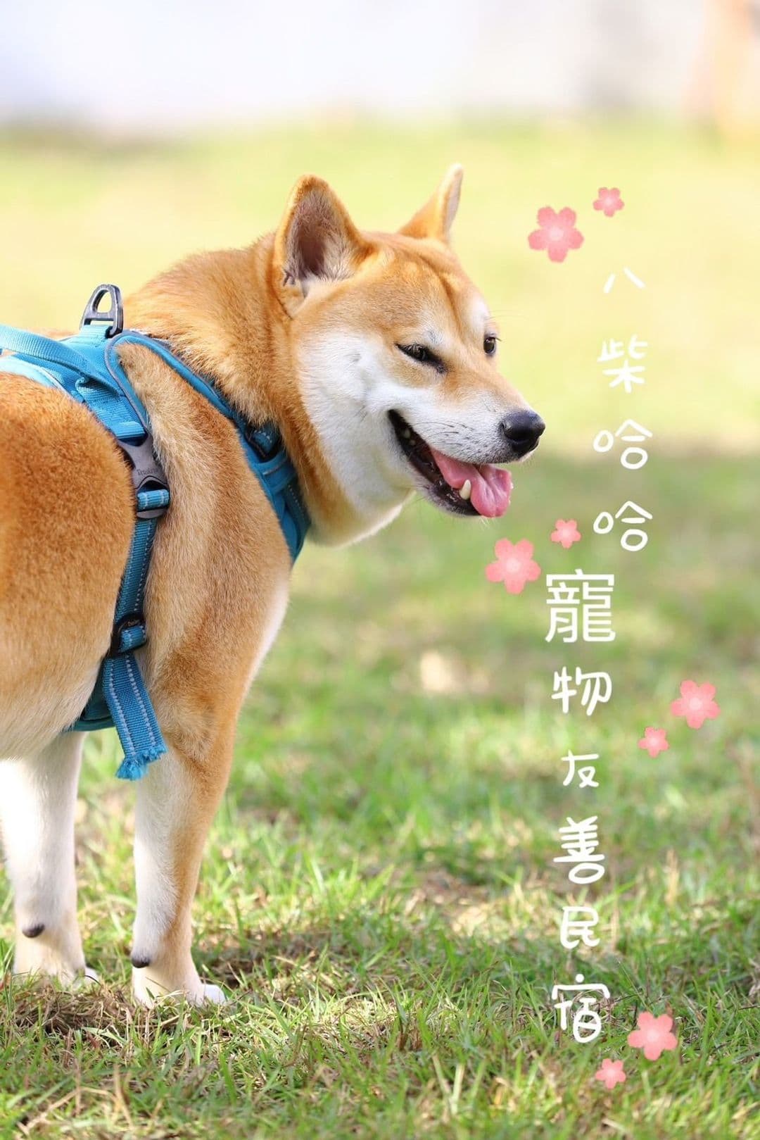 屏東縣-八柴哈哈寵物友善民宿