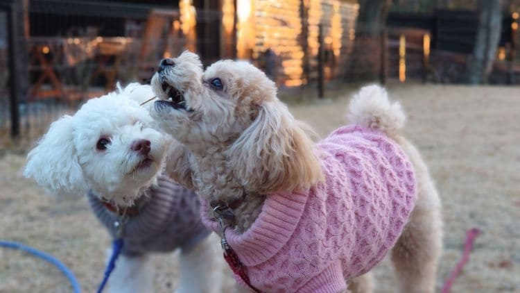 Yufuin Onsen Kaede no Shoja-16