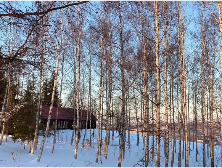 敷地内の森から　冬