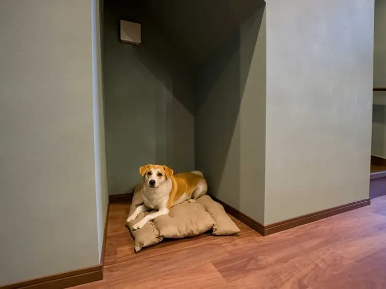 【ペット可・一棟貸ヴィラ】ペットとのご滞在