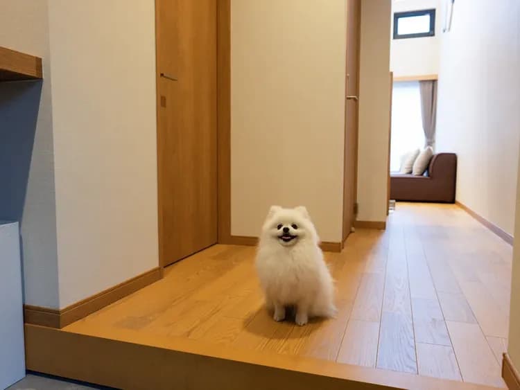 【ペットフレンドリールーム】まるで自分のお家のように過ごせて快適♪ワンちゃんが自由に歩き回れます（客室内イメージ）