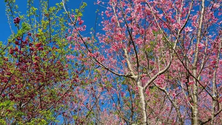 山林間－露營.旅居 | 原住民部落、生活機能便利-13