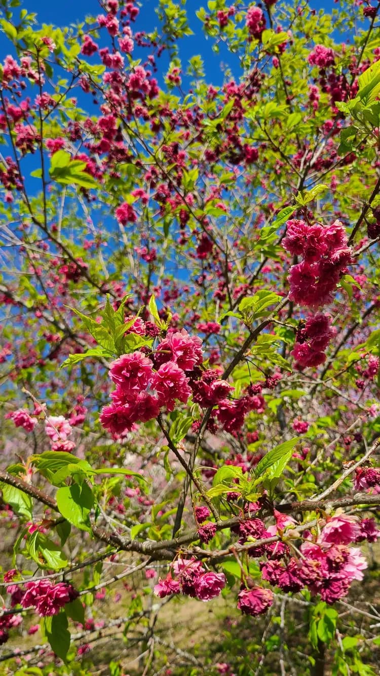 山林間－露營.旅居 | 原住民部落、生活機能便利-14