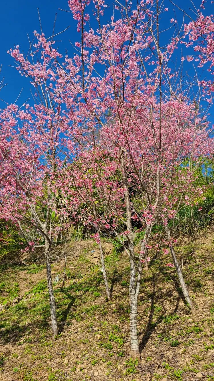 山林間－露營.旅居 | 原住民部落、生活機能便利-15