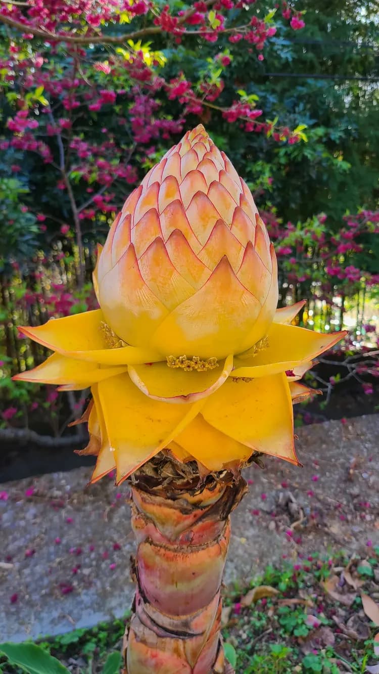 山林間－露營.旅居 | 原住民部落、生活機能便利-16