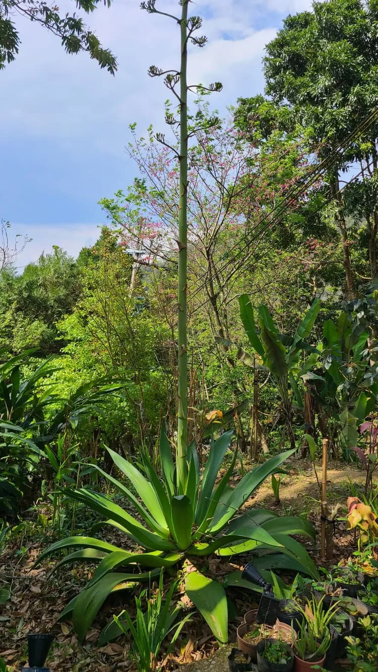 山林間－露營.旅居 | 原住民部落、生活機能便利-17