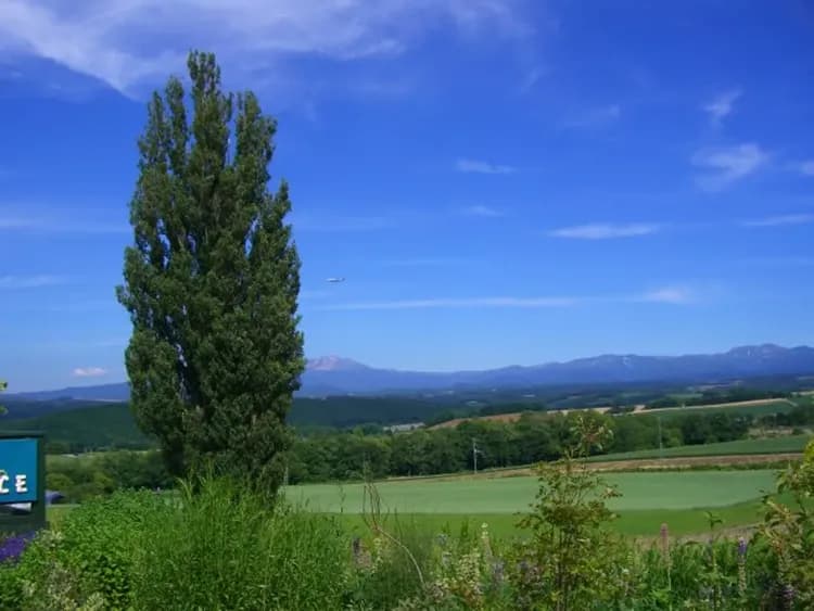 晴れた日のケンとメリーの木