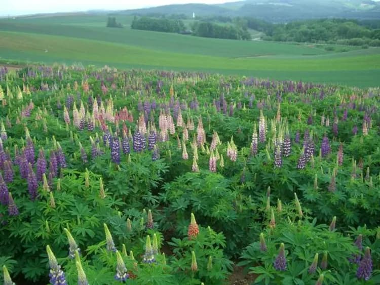 ６月はルピナスが似合いなす。