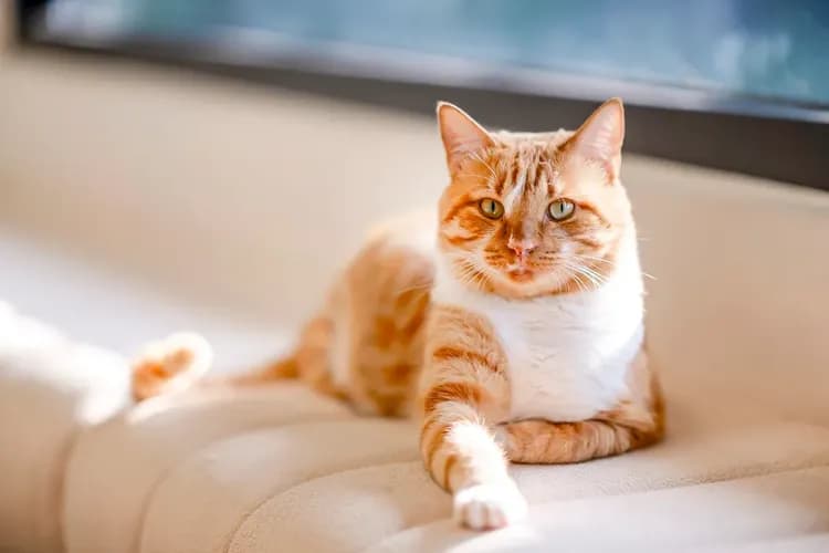 Pumori Guesthouse-12