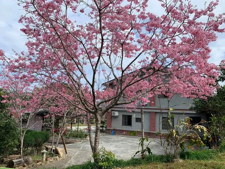 Tenlai Leisure Homestay | Free Breakfast-5