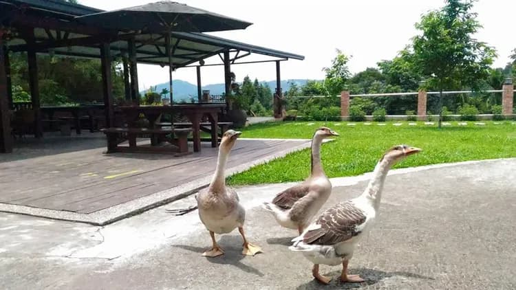 Tenlai Leisure Homestay | Free Breakfast-6