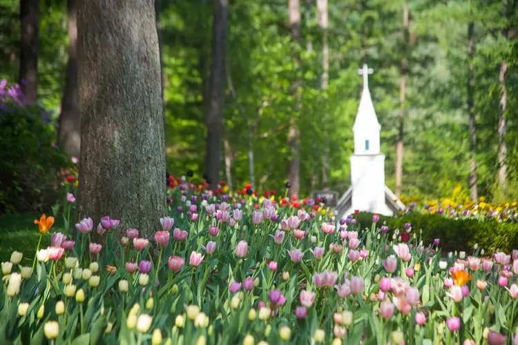 晨靜樹木園-春景