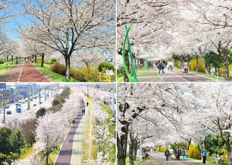 三樂生態公園(賞櫻)