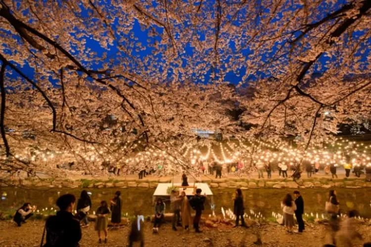 無去川櫻花路(夜櫻)