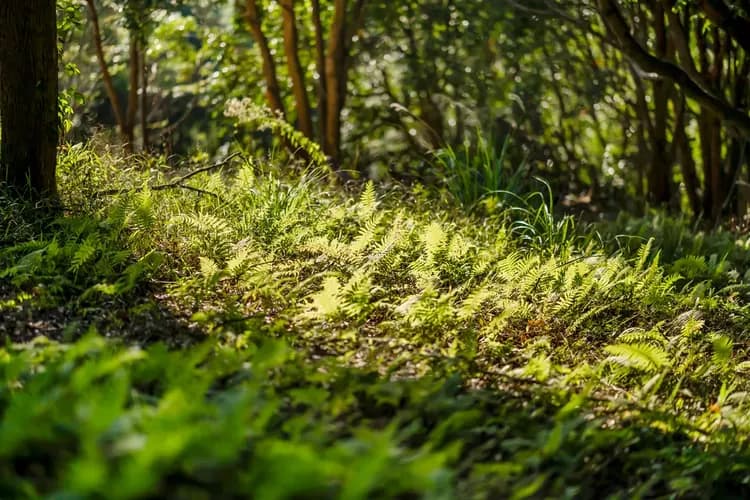 Grow Tree Glamping-18