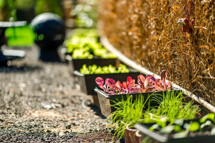 Grow Tree Glamping-11