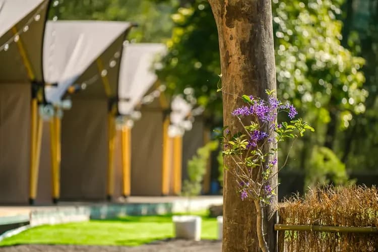 Grow Tree Glamping-10